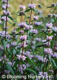 Phlomis tuberosa 'Amazone'